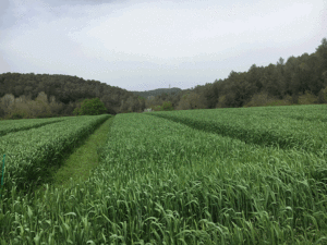 Abril Blat Agrària Vallès