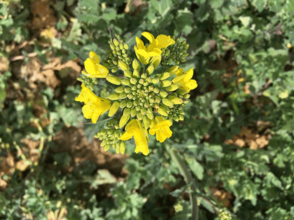 colza L'Agrària